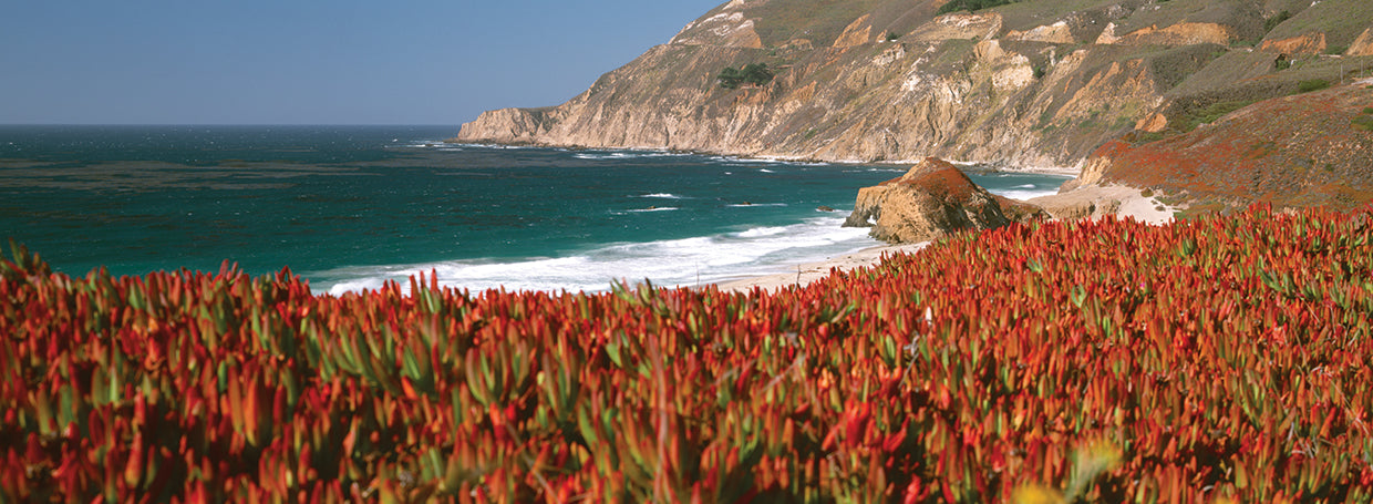 Flowers on Big Sur