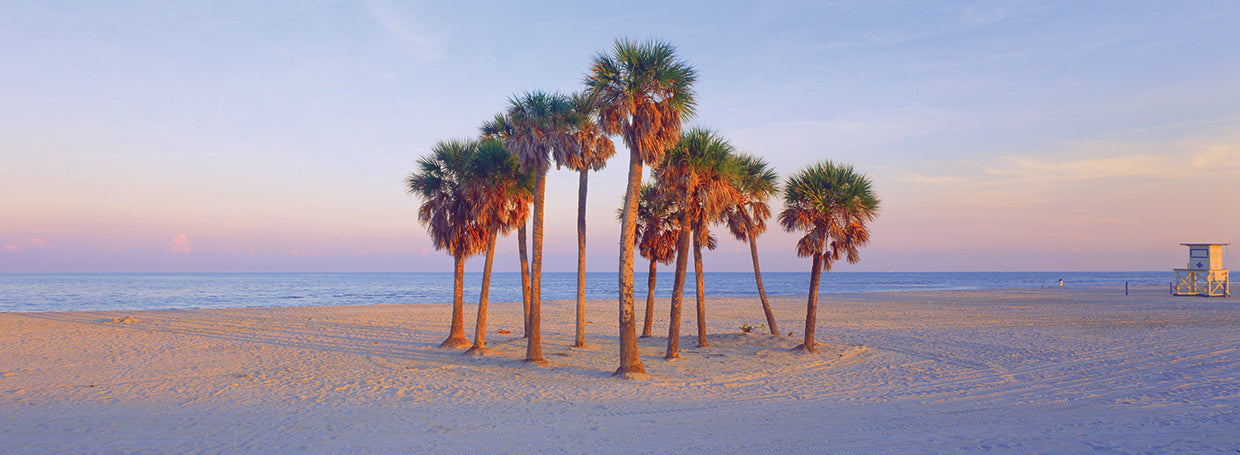 Florida Beach's Palm Trees