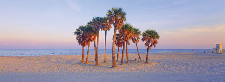 Florida Beach's Palm Trees