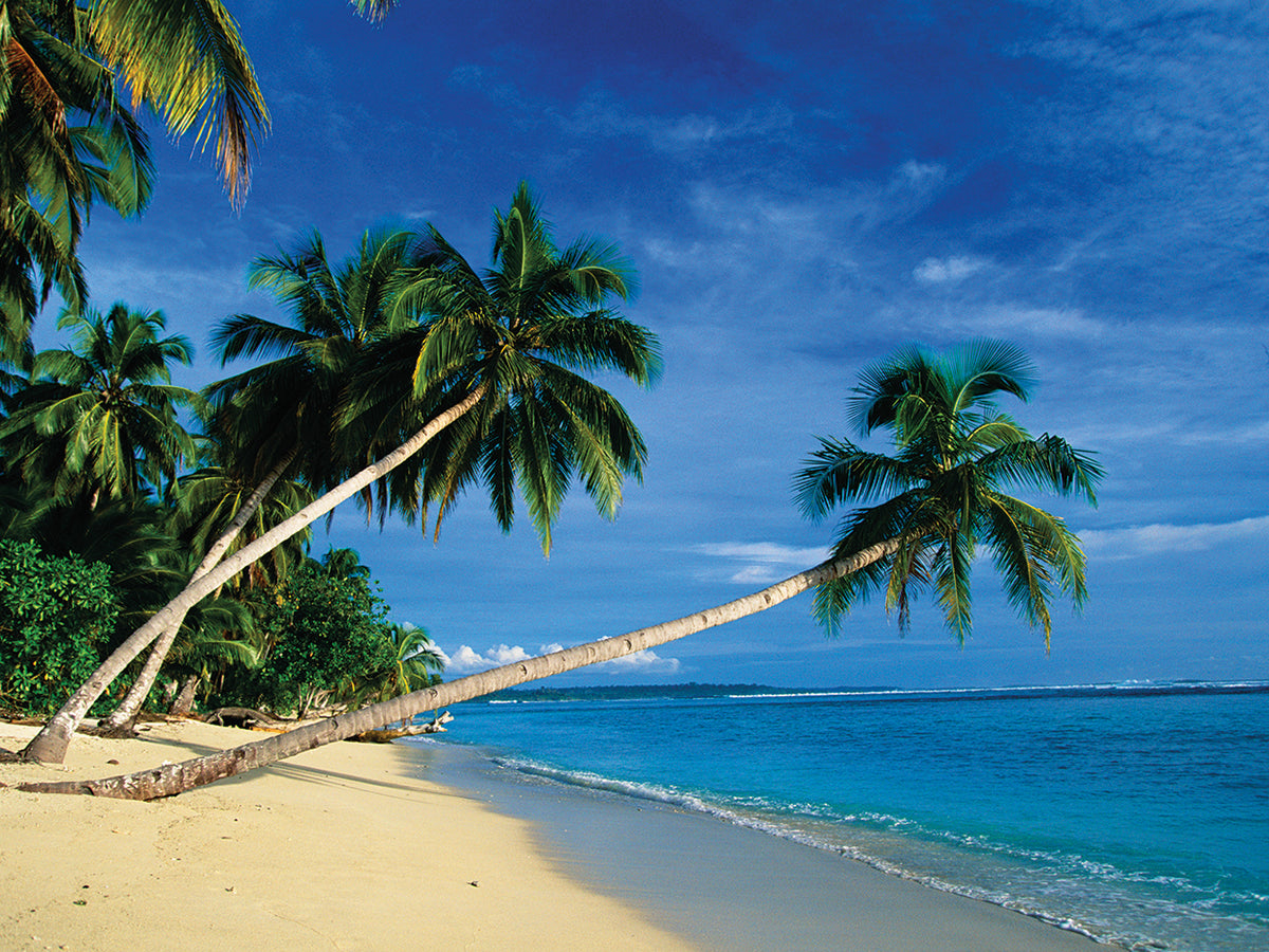 Bending Palm Trees