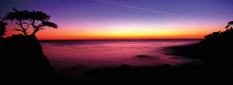 Lone Cypress Tree Silhouette