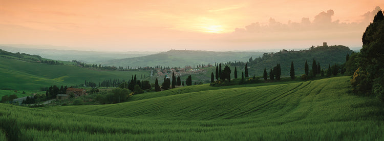 Trees On Tuscan Hill