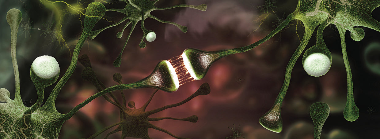 Neuronas cerebrales bajo microscopio Lienzo