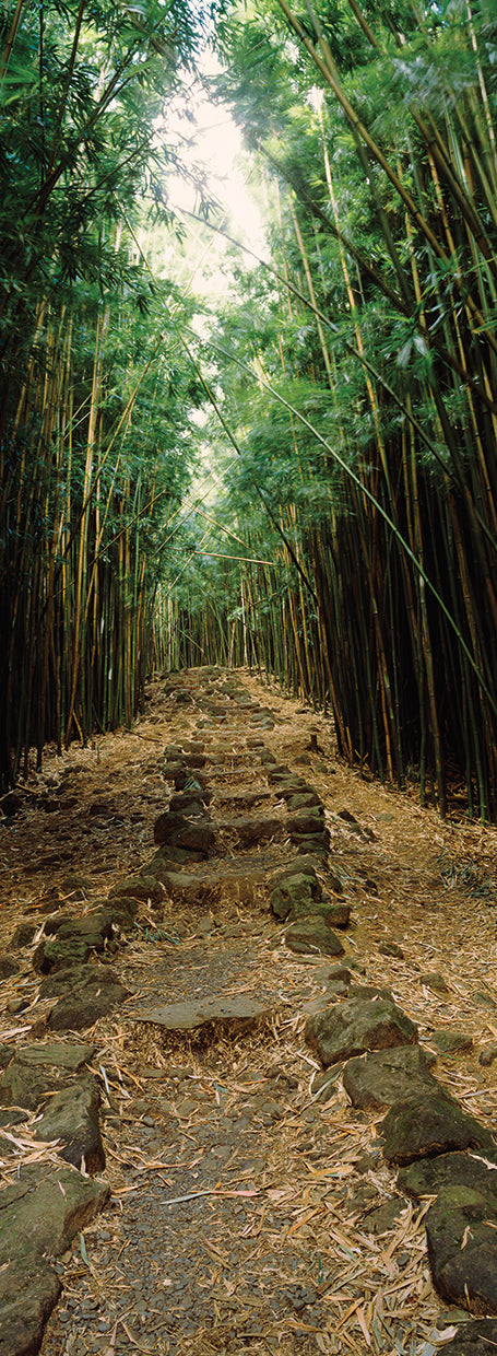 Bosque de bambú en Maui Lienzo