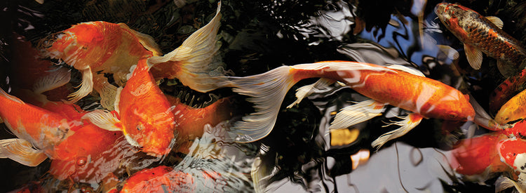 Koi Carp All Together