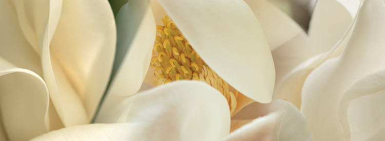 Hermosas flores de magnolia Lienzo