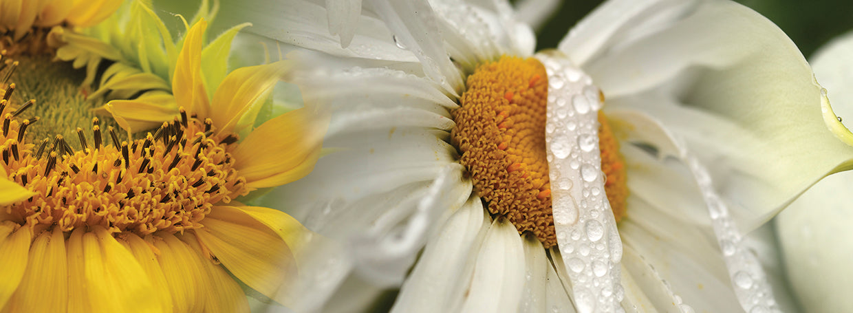 Yellow and White Flowers