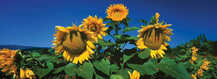 Sunflowers in Hood River