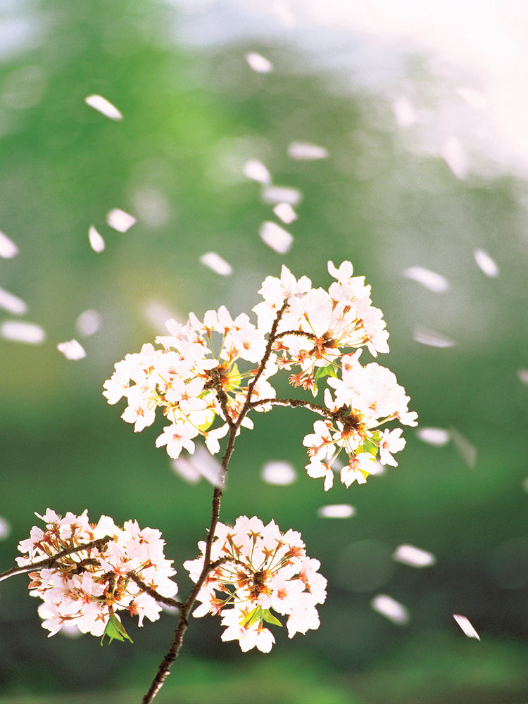 Pétalos de flores flotantes Lienzo