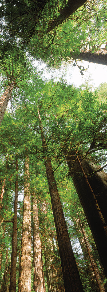 Árboles de secoya en California Lienzo