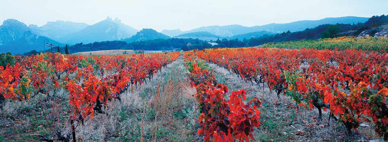 French Vineyards in Autumn