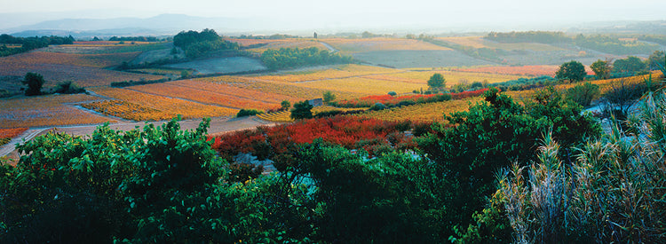 Vineyards in Autumn Lights