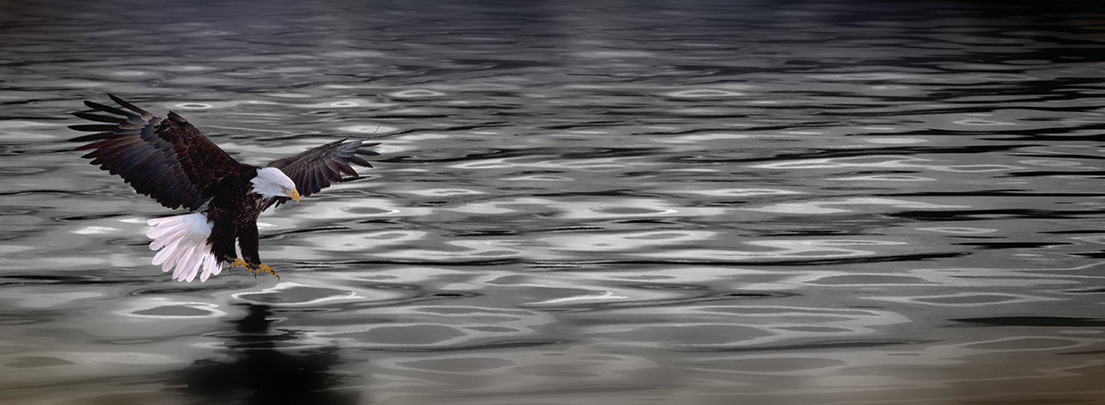 Bald Eagle Into Water