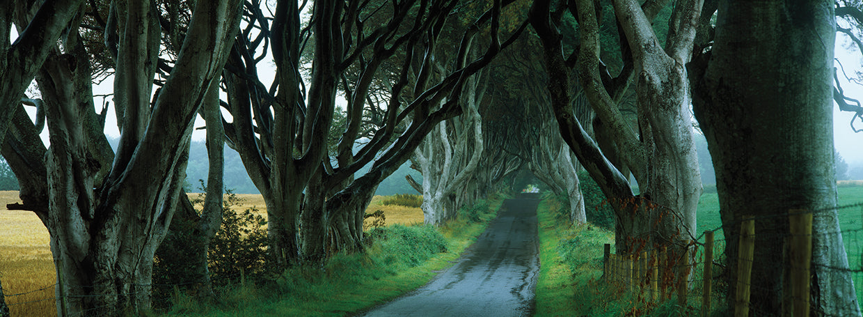 Camino en Dark Hedges Lienzo