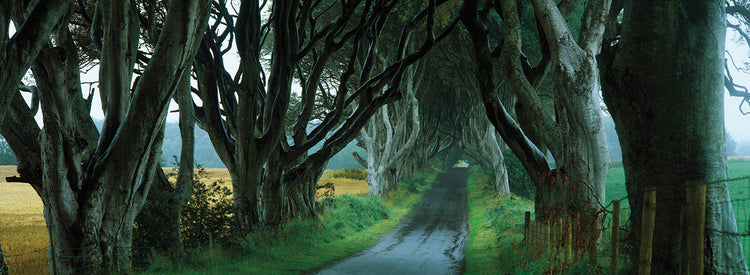 Camino en Dark Hedges Lienzo