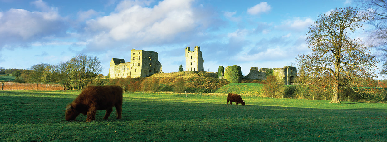Cattle Grazing in England