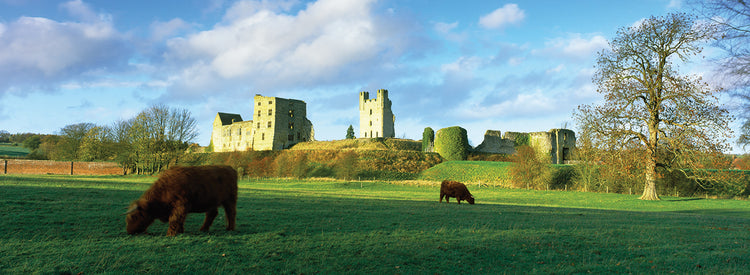 Cattle Grazing in England