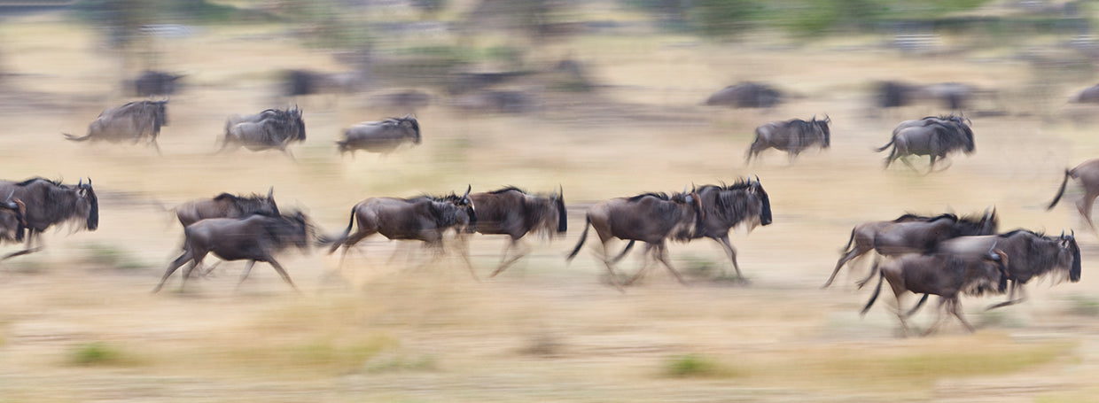 Manada de ñus en Tanzania Lienzo