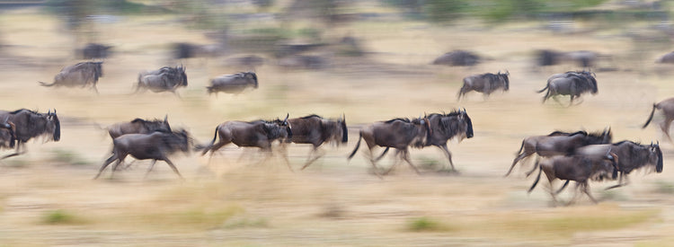 Manada de ñus en Tanzania Lienzo