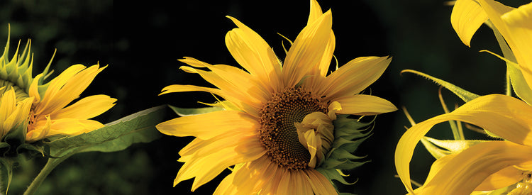 Tres hermosos girasoles Lienzo