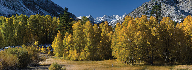 Quaking Aspens in Autumn