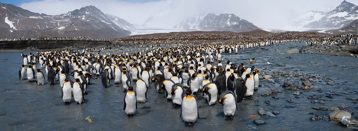 Colonia de pingüinos rey Lienzo