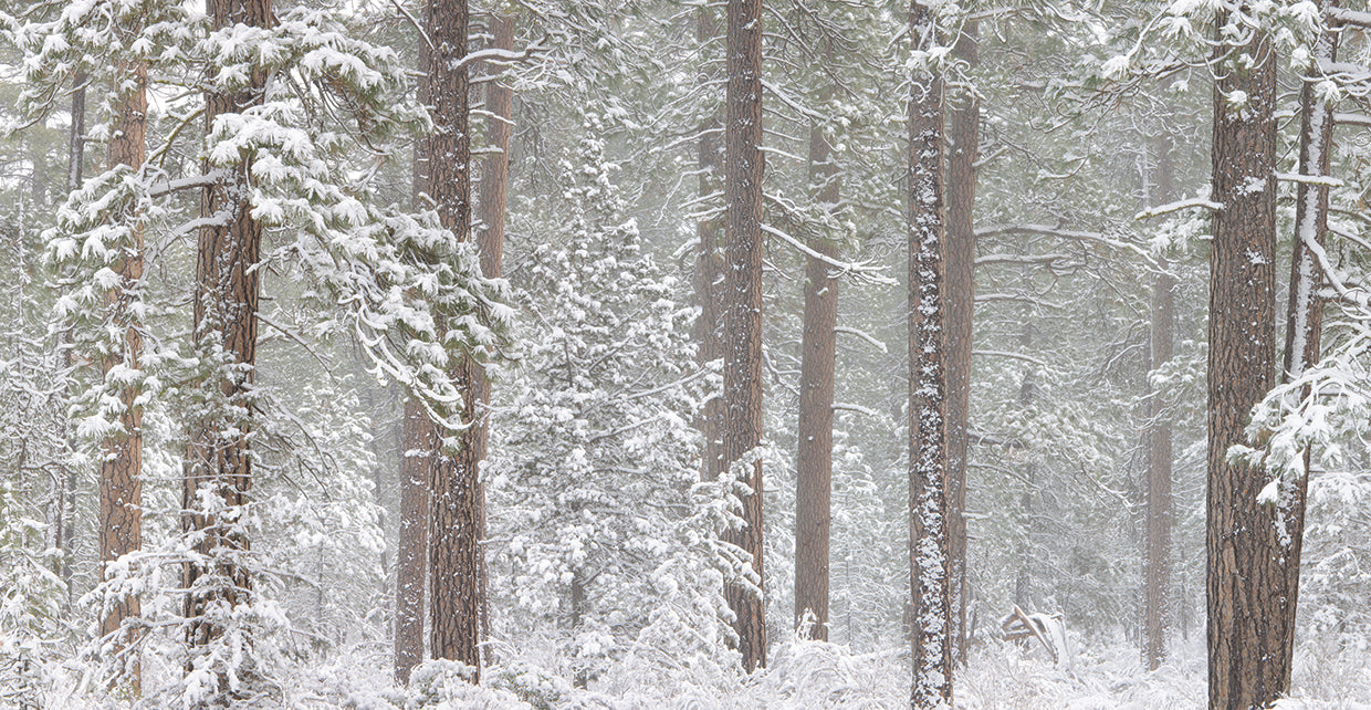 Snow Covered Oregon Trees