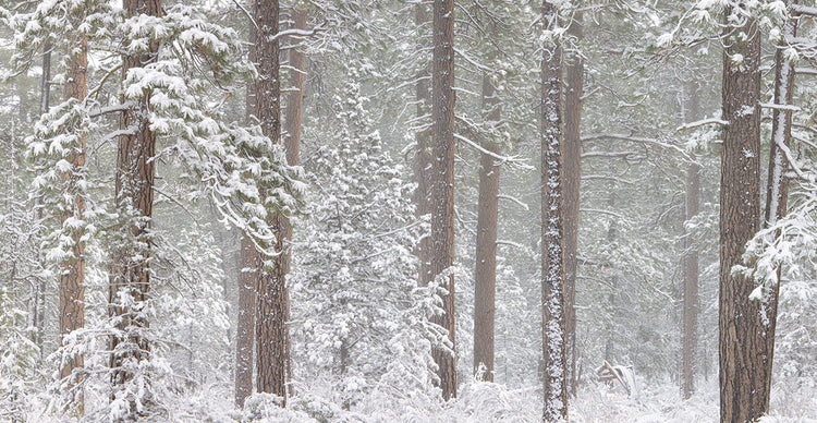 Snow Covered Oregon Trees