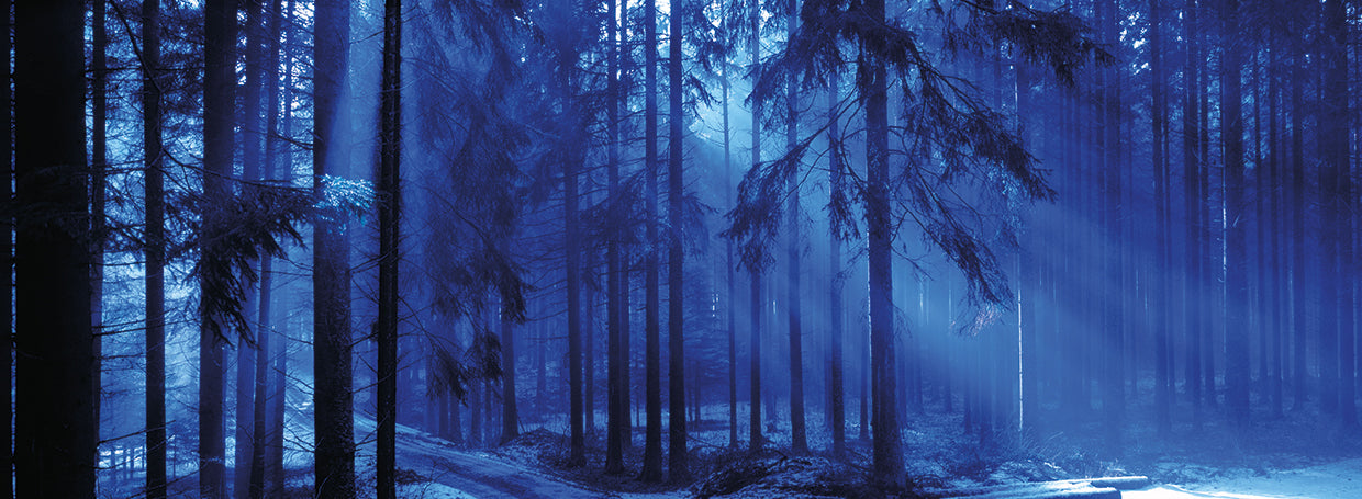 Árboles en Titisee, Alemania Lienzo