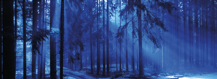 Árboles en Titisee, Alemania Lienzo