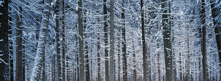 German Winter Trees