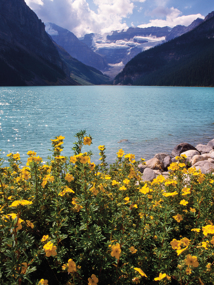 Flores silvestres de Lake Louise Lienzo