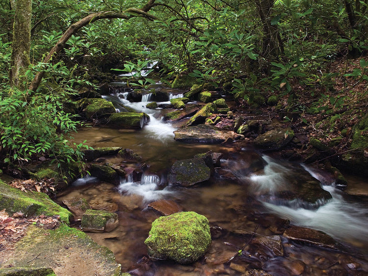 Arroyo de los Apalaches Lienzo