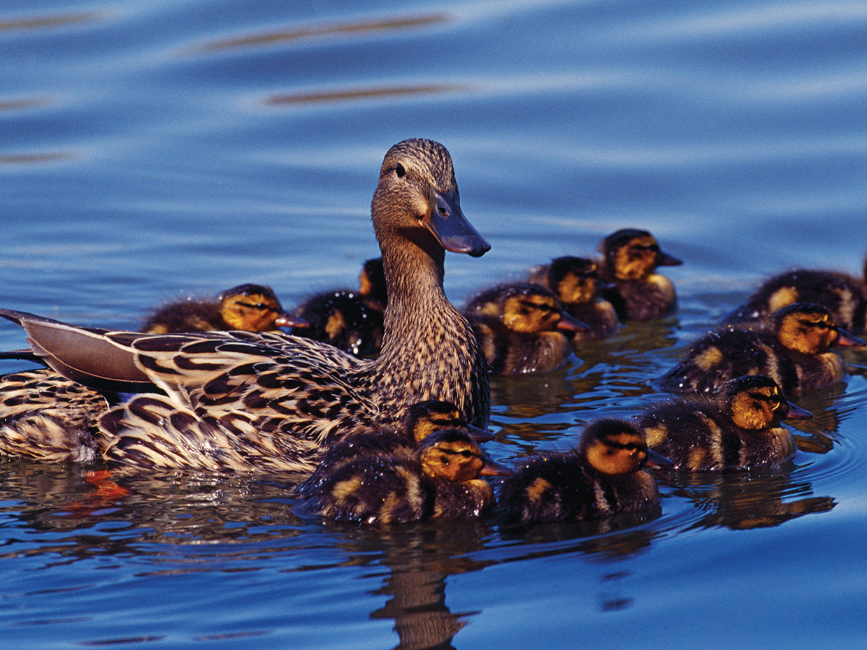 Madre mallard y pollitos Lienzo