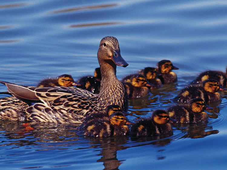 Madre mallard y pollitos Lienzo
