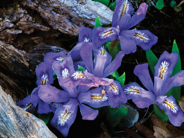 Flores de iris del lago enano Lienzo