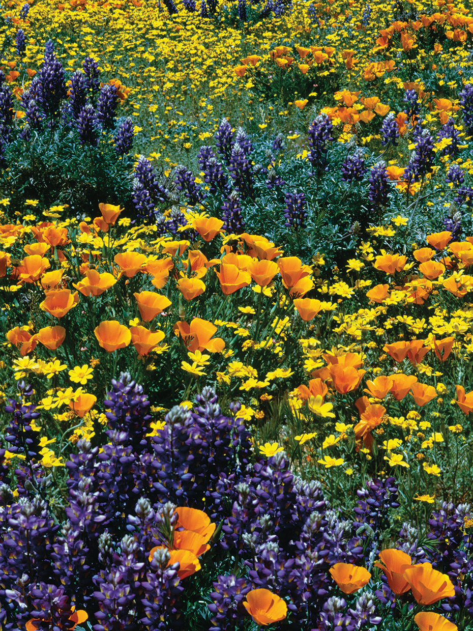Amapola y Lupin Lienzo