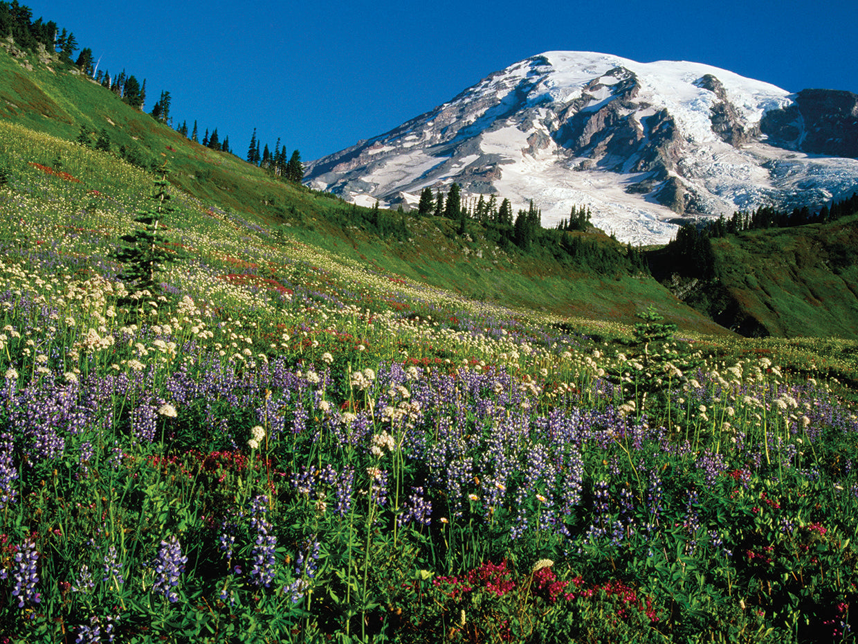 Mt. Rainier Wildflowers