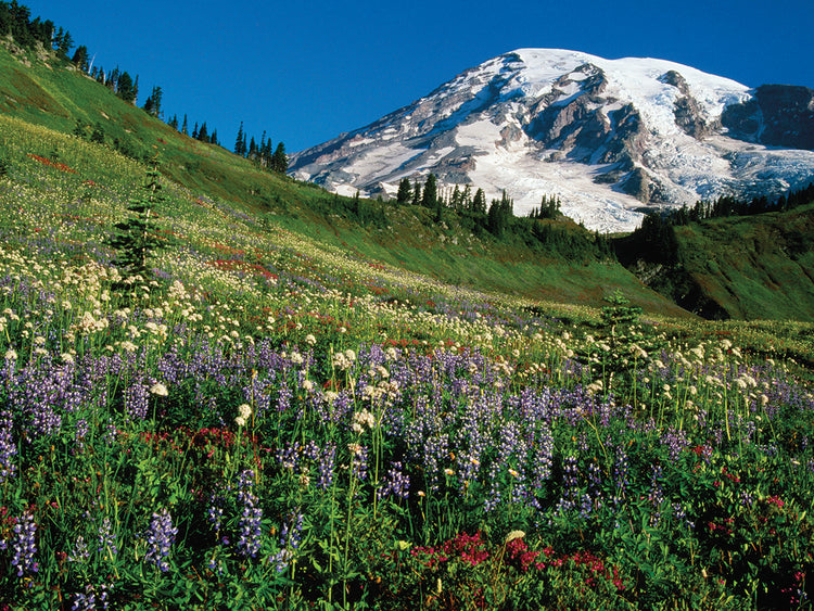 Flores silvestres del monte Rainier Lienzo