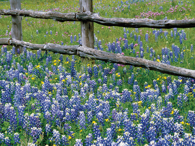 Bluebonnets junto a la cerca Lienzo