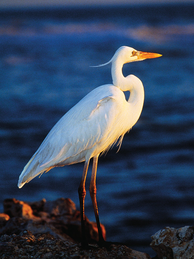 Great White Heron Profile