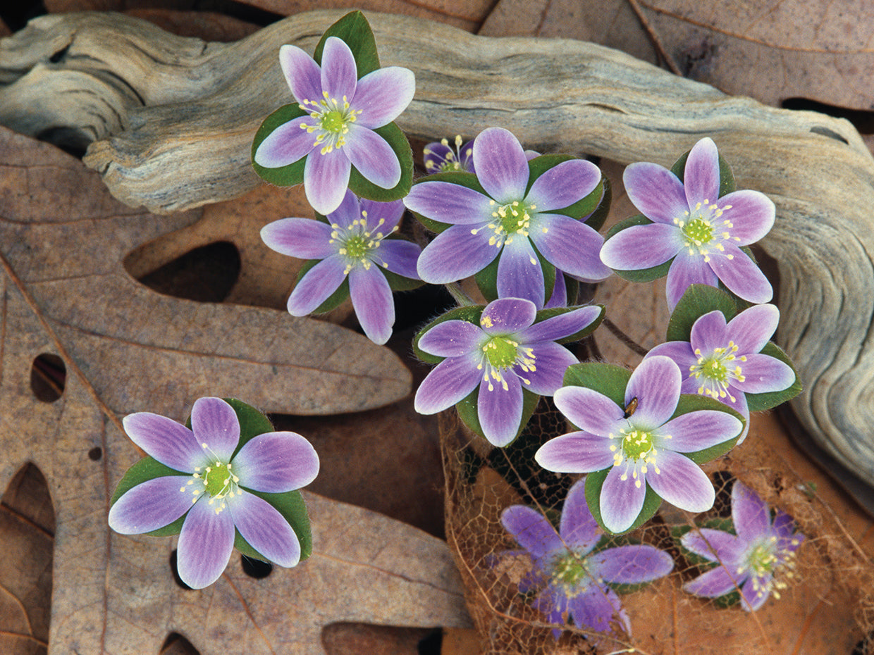 Flores hepáticas Lienzo