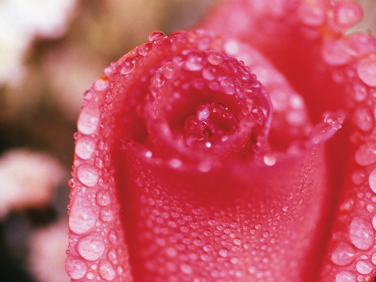 Gotas de rocío en la rosa Lienzo