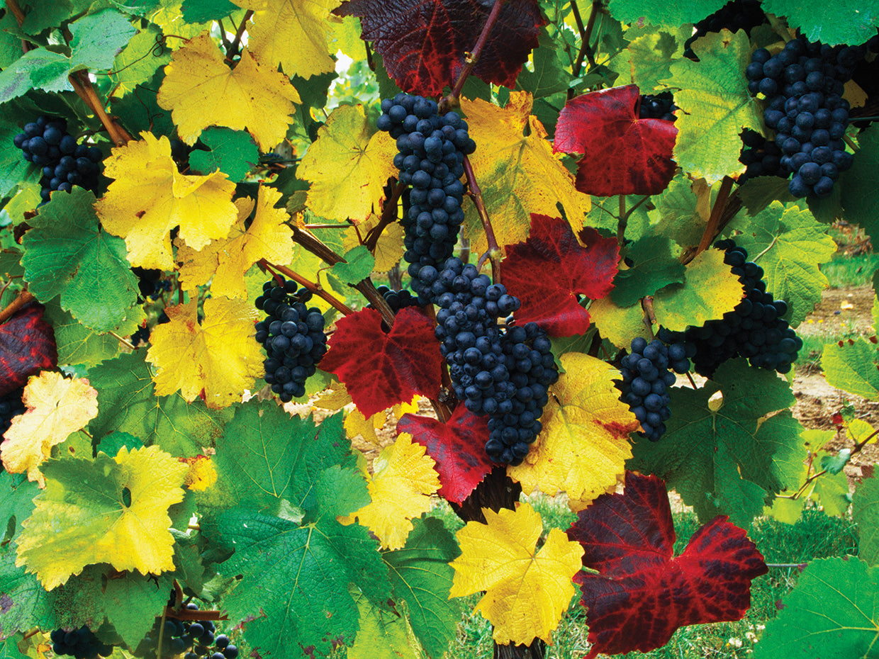 Autumn Wine Grapes