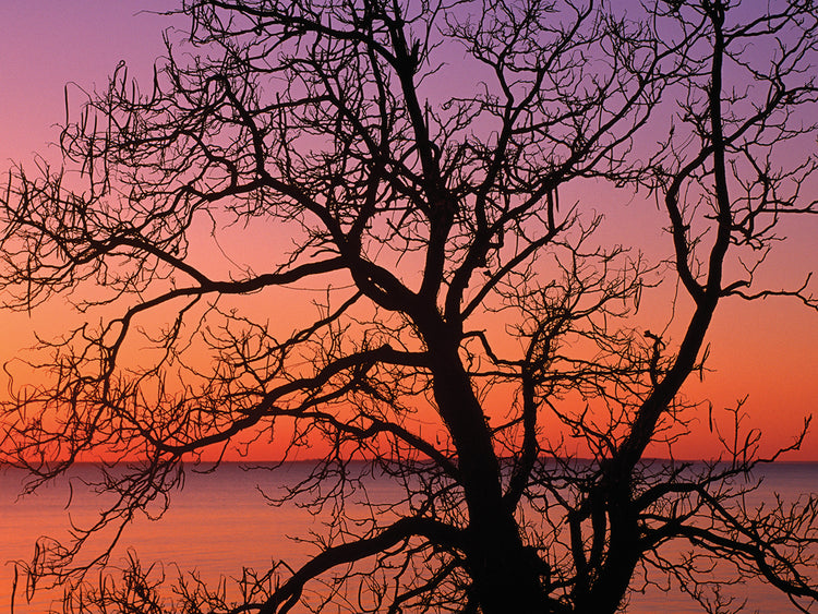 Atlántico a través del árbol Lienzo