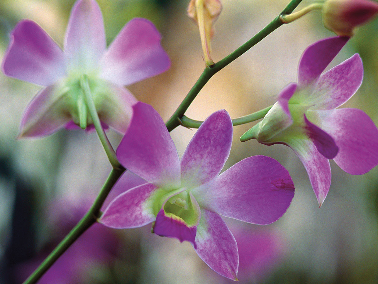 Flor de orquídea Cattleya Lienzo
