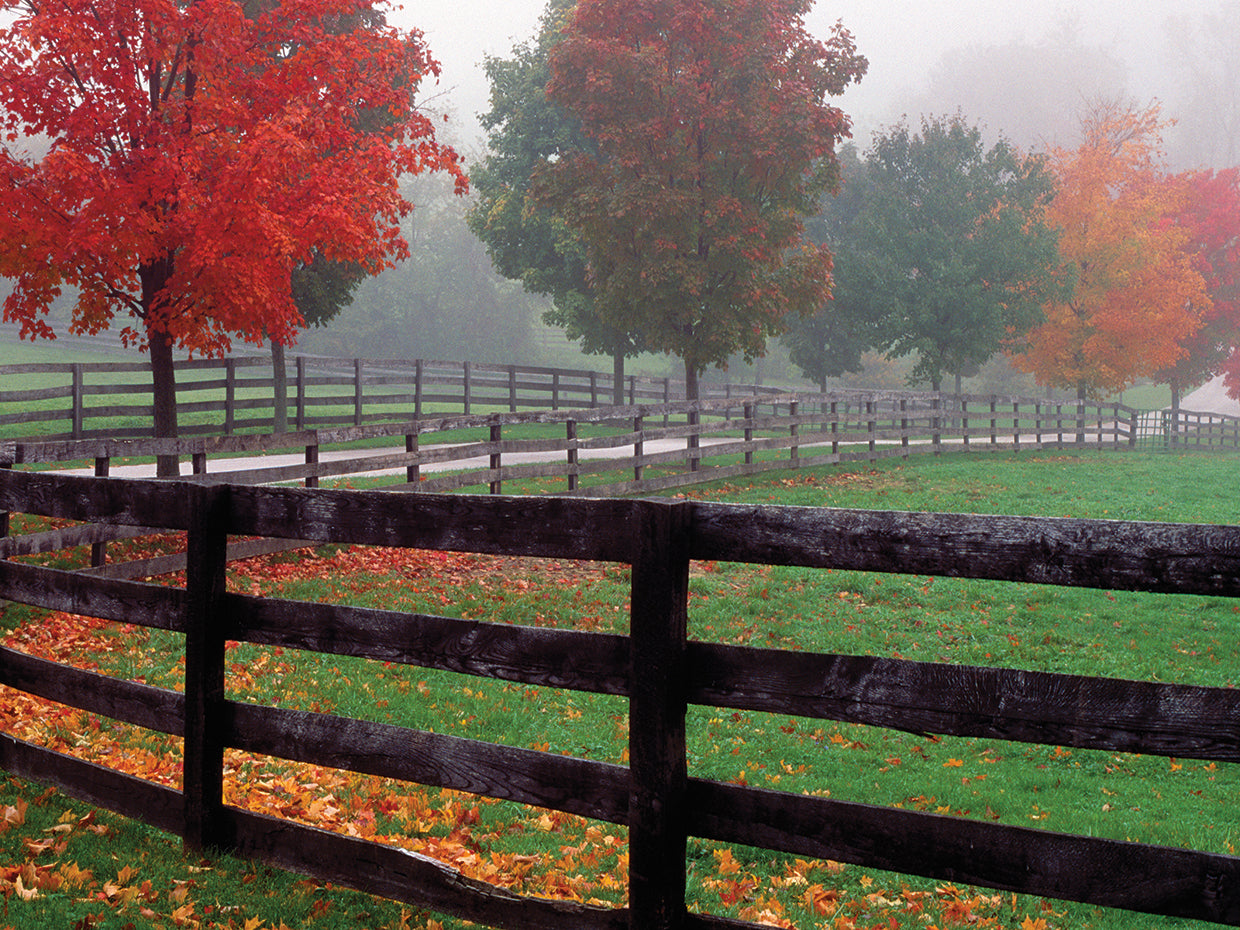 Wet Autumn in Maryland