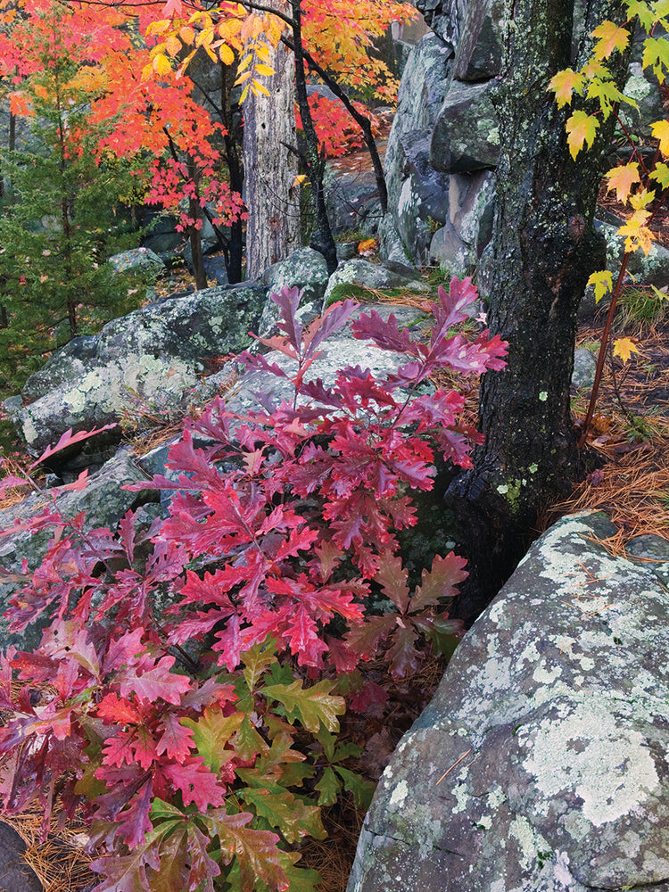 Autumn Color along Saint Louis River