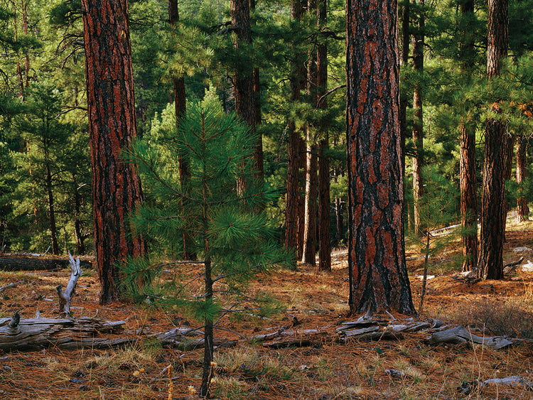Retoño del Bosque Nacional Kaibab Lienzo
