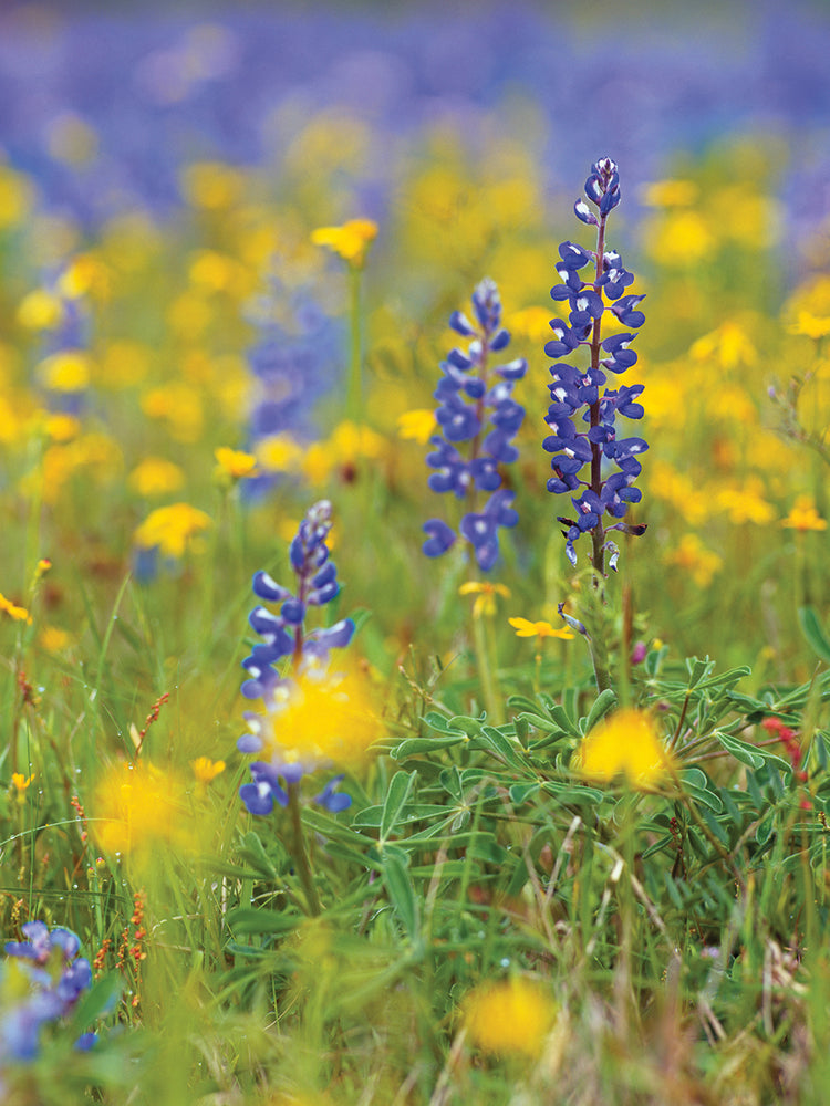 Texas Bluebonnets floreciendo Lienzo